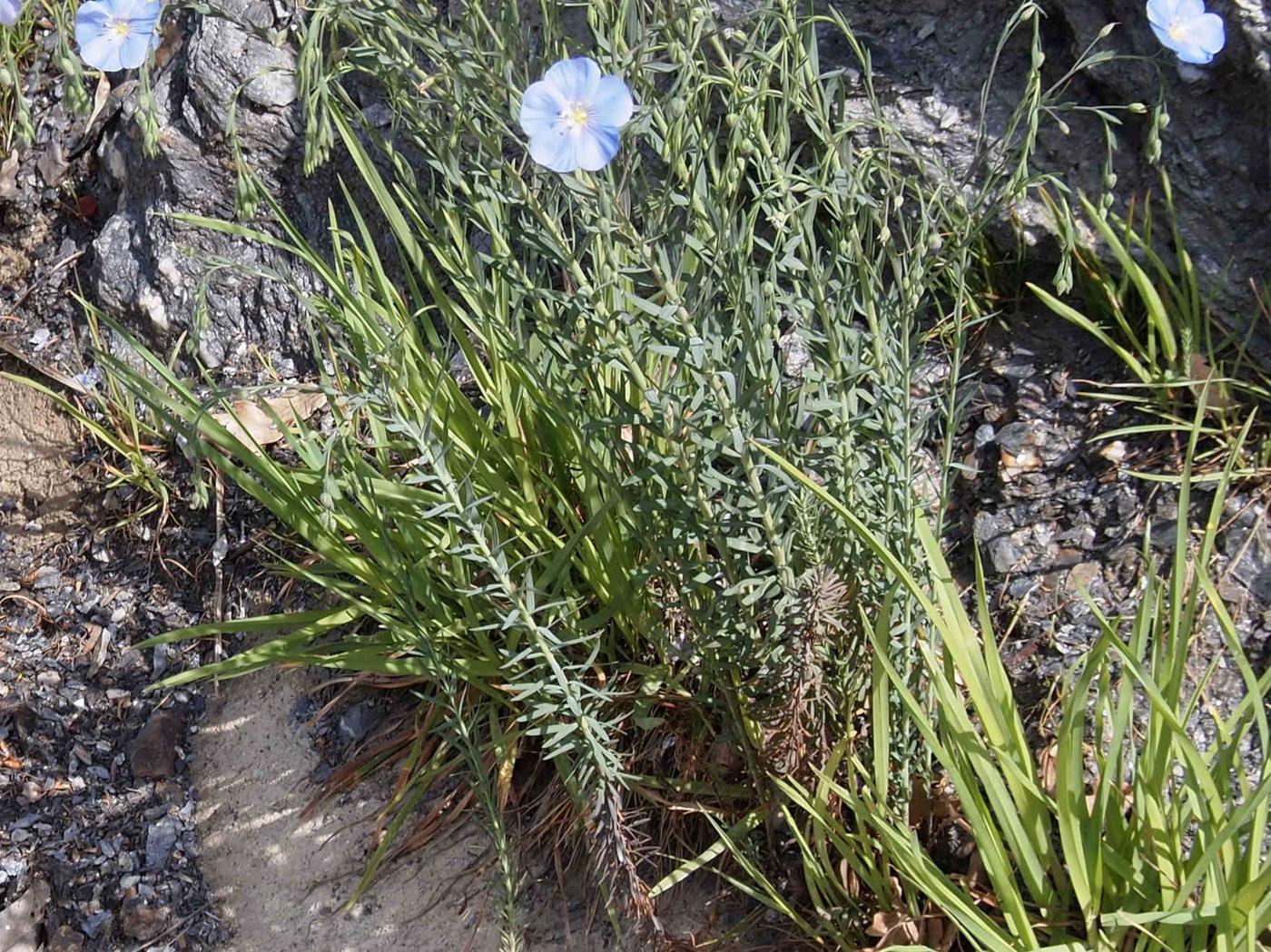 Flax, Austrian leaf